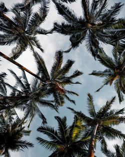 Low angle view of palm tree against sky