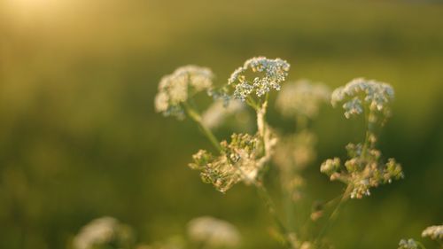 Close-up of flowering plant on field