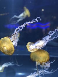 Close-up of jellyfish swimming in sea