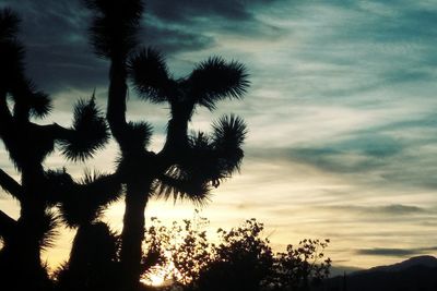 Low angle view of silhouette palm trees against sky