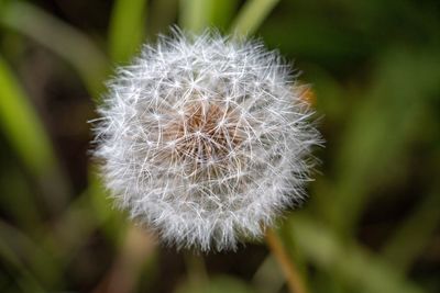 Close-up of dandelion flower