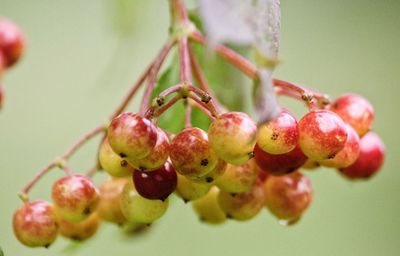 Close-up of berries growing on tree