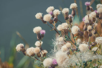 Close-up of fresh flowers
