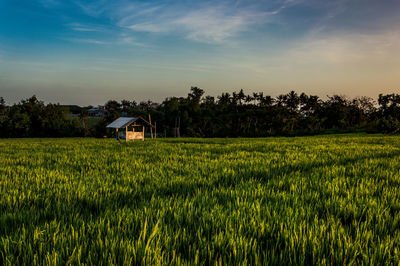 Scenic view of agricultural field against sky