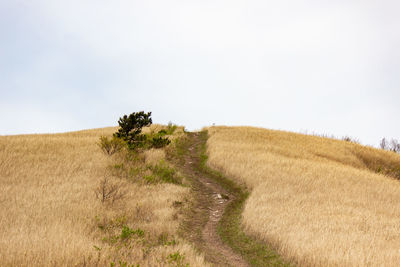 Scenic view of field against clear sky
