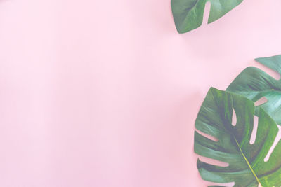 Close-up of pink leaves against wall