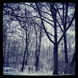 Bare trees on snow covered landscape