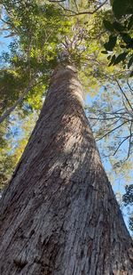 Low angle view of tree trunk in forest