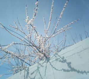 Low angle view of flower tree against sky