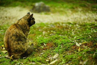 A tortoiseshell cat sitting in japanese garden at fresh green season