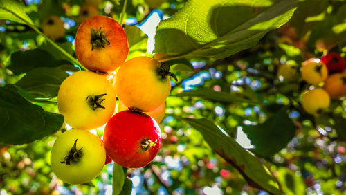 Close-up of cherries on tree