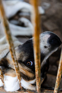 Close-up of dog