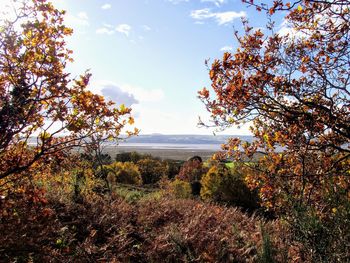 Trees on landscape against sky during autumn