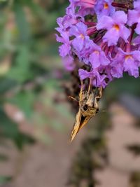 Close-up of insect on purple flower