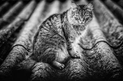 Close-up portrait of a cat