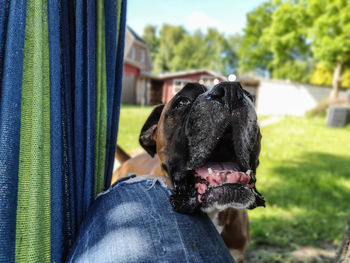 Close-up of person with dog
