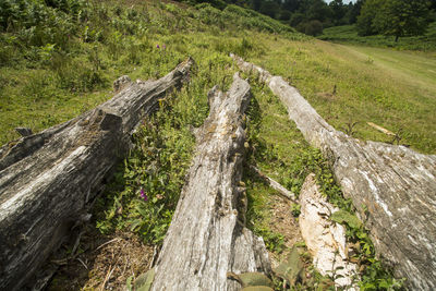 High angle view of log in forest