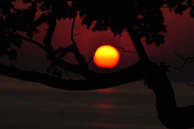 Low angle view of silhouette tree against orange sky