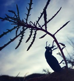 Low angle view of silhouette bird perching on tree against sky