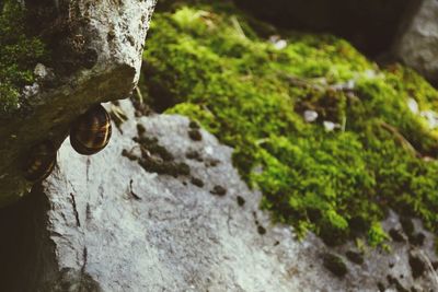 Close-up of lizard on rock