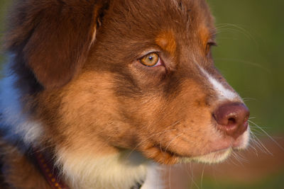 Close-up of dog looking away