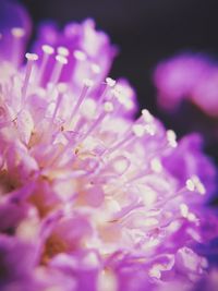 Close-up of pink flowers