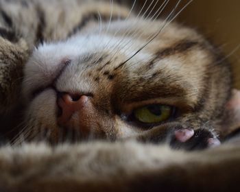 Close-up portrait of cat