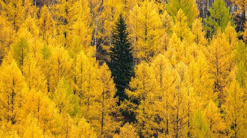 Pine trees in forest during autumn