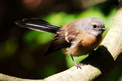 New zealand fantail bird in light forest.