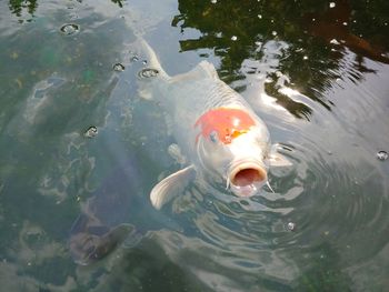 High angle view of fish swimming in pond