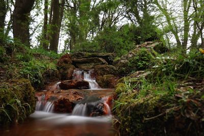 Scenic view of waterfall in forest