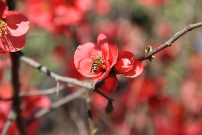 Close-up of red flowers blooming outdoors