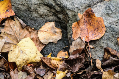 High angle view of fallen maple leaves