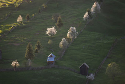 Spring rural landscape with blooming trees in the mountain area, of bucovina - romania.