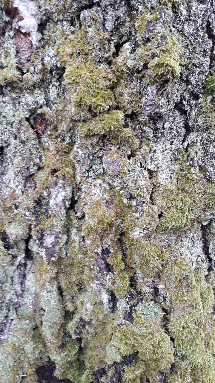 FULL FRAME SHOT OF LICHEN ON ROCKS