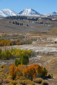 Autumn colors in front of the sierra nevada mountains
