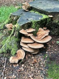 High angle view of mushrooms growing on field