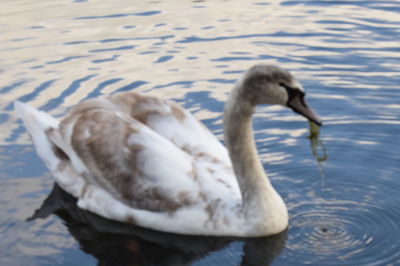 Close-up of swan in water