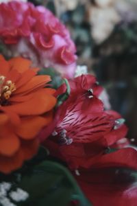 Close-up of red rose flower