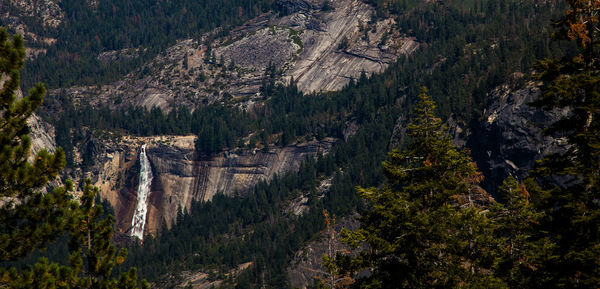 Scenic view of forest