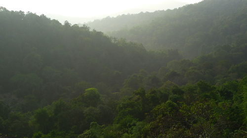 Scenic view of forest