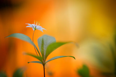 Close-up of flower