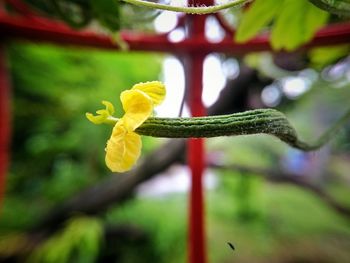 Close-up of yellow flower blooming outdoors