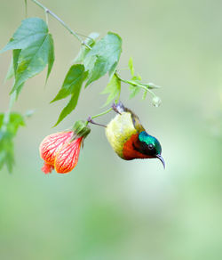 Close-up of fork-tailed sunbird perching on twig
