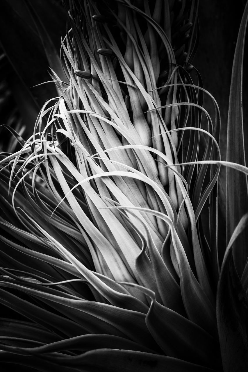 CLOSE-UP OF PLANT