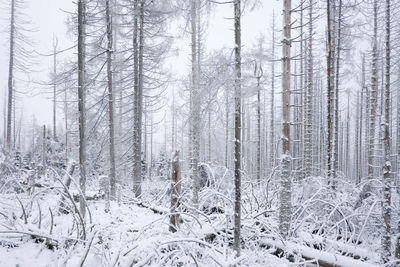 Snow covered trees in forest during winter