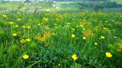 Close-up of yellow flowers blooming in field