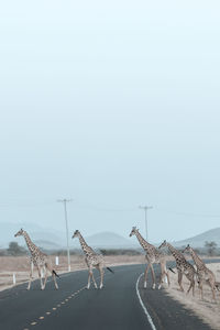 View of the giraffes crossing the road against the sky