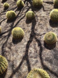 High angle view of cactus plants