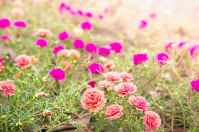 Close-up of pink roses on field